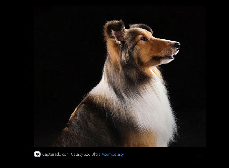 Um cachorro é fotografado com a câmera de 200 MP do Galaxy S26 Ultra. As texturas e os detalhes permanecem naturais e fiéis ao real.